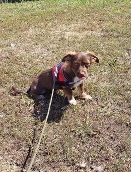 Fizz- niedlicher Familienhund - Schlitz
