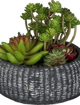 Kunstpflanze Sukkulentenarrangement, Creativ green, Höhe 16 cm, mit trendiger Schale