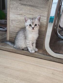 Süsse BKH Kitten - Berlin