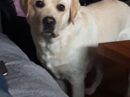 Reinrassiger Labrador - In liebevolle Familie abzugeben - Ludwigshafen (Rhein)