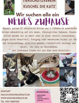 Kitten und Seniors suchen ein Zuhause😻 - Birkenwerder