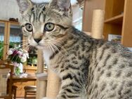 BKH 2 Junge, Kitten Katze Kater 3 Monate alt – Britisch Kurzhaar, reinrassig, geimpft, entwurmt, stubenrein, abholbereit in Siegburg - Köln