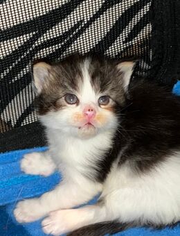 Reinrassiges Maine Coon Kitten(weiblich) - Thalfang