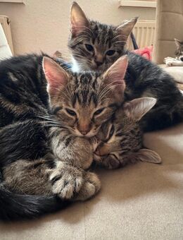 Kitten suchen ein Zuhause! Luna, Daisy und Muffin - Recklinghausen