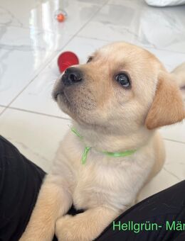 Reinrassige Labrador Welpen - Bergheim (Nordrhein-Westfalen)