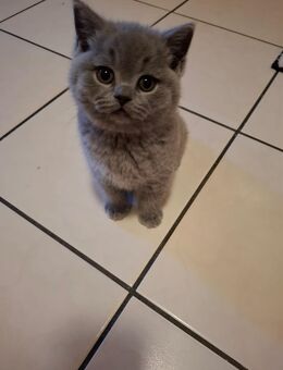 Bkh kitten in Blue und Weiß zur Abgabe ! - Stockach