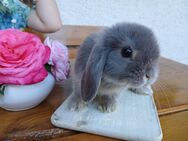 Mini Lop Minilop Zwergkaninchen Kaninchen Jungtiere Hase Zwergwidder - Ronsberg
