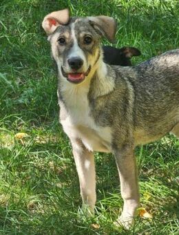 Maya- neue Heimat gesucht - Nürnberg