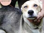 Junghündin BLUE sucht Forever Home ❤️ - Saarbrücken