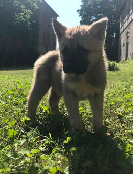 Sehr schöne und gesunde American-Akita-Welpen - Ostrau