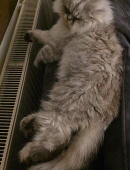 kater sucht neues Zuhause - Dresden