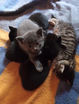 Liebevoll aufgezogene Kitten suchen neues Zuhause – gesund, verspielt & gut sozialisiert! Ab dem 25.07.25 abzugeben. - Altenkirchen (Westerwald)