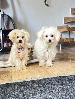 , Maya und Diva suchen einen neuen Zuhause für immer - Stephanskirchen