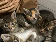 Babykatzen 2 Mädchen 1Junge - Krefeld