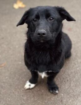 liebe, fröhliche & verspielte HEYHEY - Kallmünz