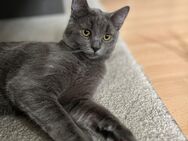 BKH Kater abzugeben - Niederkassel