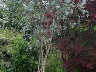 Eucalyptuspflanze ca. 3,5m hoch - Büchenbach