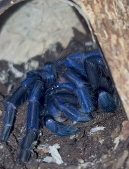 Pterinopelma sazimai Vogelspinne - Moringen Zentrum