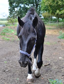 Gentleman (Wallach) sucht neue Bleibe - Templin