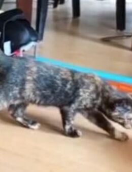 Glueckskatzenkitte aus Main Coon undTempelkatze - Lilienthal