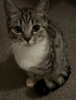 BKH Mix Kätzchen - Toddin