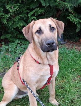 Mischlingsrüde Jonny 7 Monate alt - Angern