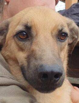 MIRO-liebenswerter, hübscher Rüde, 57 cm - Rösrath