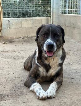 TYSON - sein Name ist Programm - Dänischenhagen