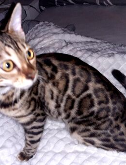 Bengal-Russisch Blau Edelmix - Schöppingen