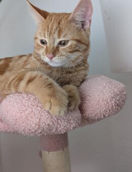 Katzen Schwerenherzen abzugeben - Berlin Marzahn-Hellersdorf