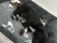 Pookie Sucht dringend neues Zuhause! ❤️ - Solingen (Klingenstadt)