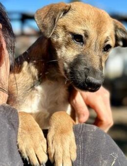 TAMI ~ sanftes liebes Hundekind - Duisburg