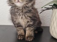 Maine coon kitten - Ellwangen (Jagst)