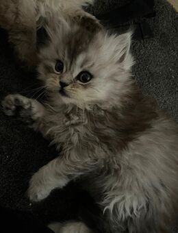 Zauberhaftes Kitten sucht liebevolles Zuhause !! - Salzgitter