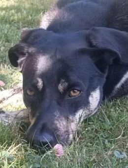 Herzenshund SKY - Gefrees