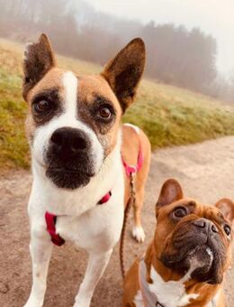 Boxer Mix Hündin, 9 Jahre - Kappeln (Schleswig-Holstein)
