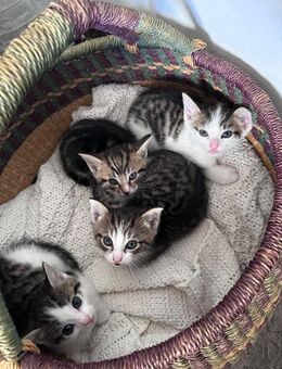 EKH Kätzchen, Katzen Baby - Hamburg Bergedorf