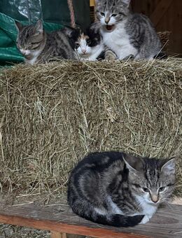 Baby Katzen Kitten Kater in liebevolle Hände abzugeben - Tanna
