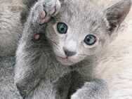 Reinrassige Russisch Blau Kitten mit Stammbaum - 1 frei - Schleitheim