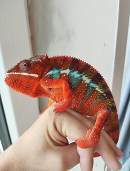 1.1 Furcifer pardalis Pantherchamäleon + 2 Terrarien - Niederrieden