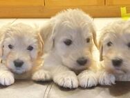 Seltene Double Doodle (Labradoodle+Goldendoodle) - Ranstadt