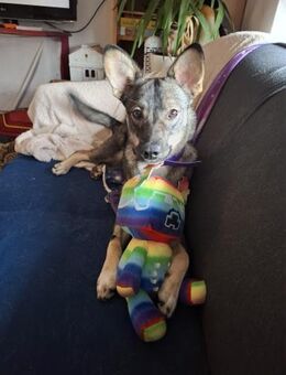 Kuschelige Tammi sucht aktives Heim - Seggebruch