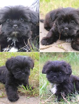 4 süße Shih Tzu Mix Welpen - Tangerhütte Grieben