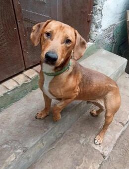 Szepi kleiner Dackel Mix mit großem Herz - Berlin