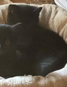 🐾 Süße 12-wöchige Kitten suchen ein liebevolles Zuhause 🐾 - Gelsenkirchen