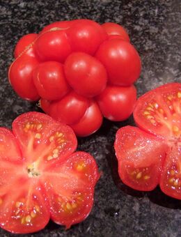 Reisetomate - Stabtomate - Stuttgart