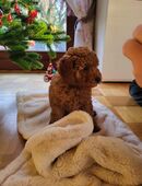 Zwergpudel Welpen Red Apricot in 31020