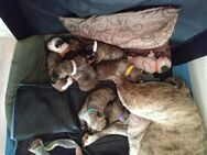 Old english bulldogge / Boxer Welpen - Hamburg