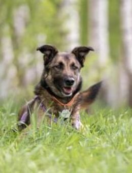 Ruhiges Zuhause für Birma gesucht - Duisburg