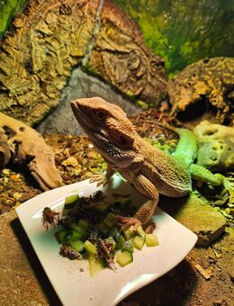 Bartagame männlich ca 40 cm, 2 Jahre, sehr lieb - Marktoberdorf